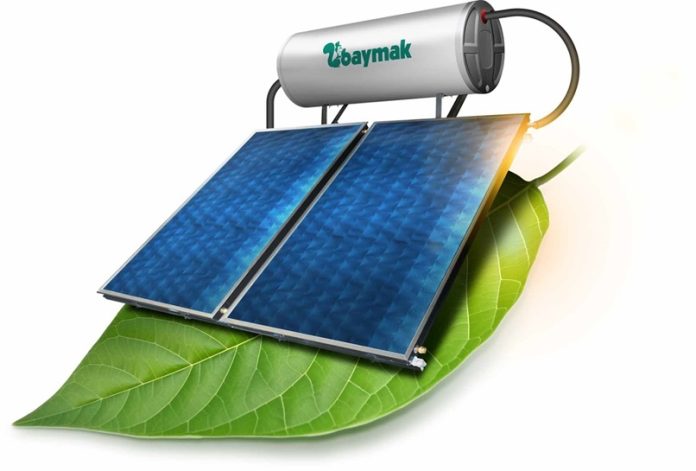 Common green leaf plant isolated on white.